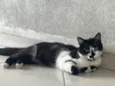 Marshmallow