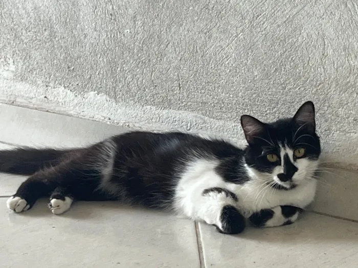 Gato raça SRD-ViraLata idade 1 ano nome Marshmallow