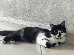 Gato raça SRD-ViraLata idade 1 ano nome Marshmallow