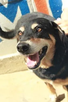 Cachorro raça SRD-ViraLata idade 5 anos nome Vavá