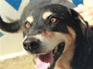 Cachorro raça SRD-ViraLata idade 5 anos nome Vavá