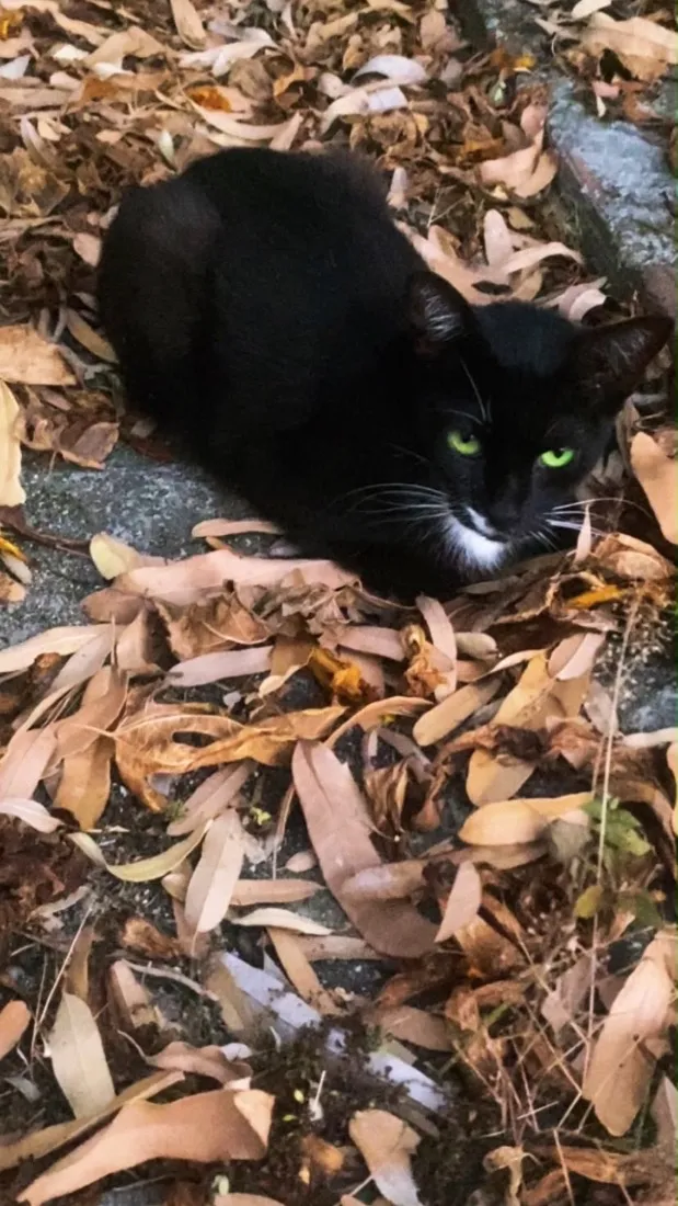 Gato raça SRD-ViraLata idade 7 a 11 meses nome Sidra