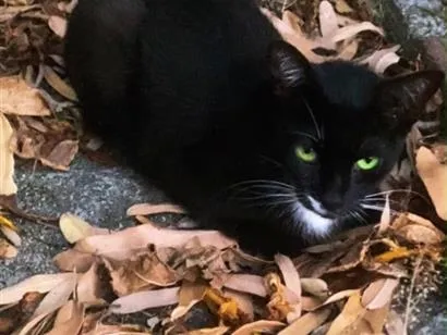 Gato raça SRD-ViraLata idade 7 a 11 meses nome Sidra