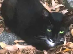 Gato raça SRD-ViraLata idade 7 a 11 meses nome Sidra