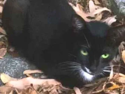 Gato raça SRD-ViraLata idade 7 a 11 meses nome Sidra