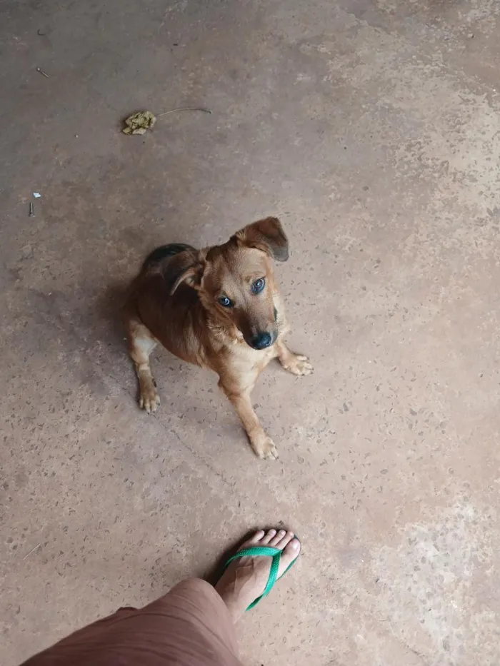 Cachorro raça SRD-ViraLata idade 7 a 11 meses nome bebê 