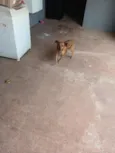 bebê 