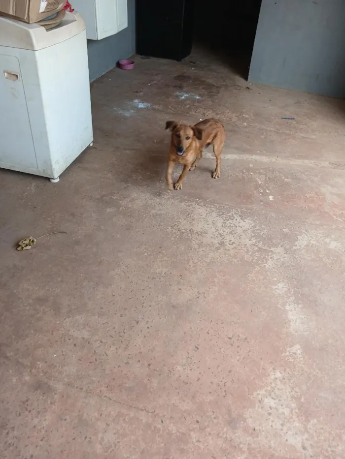 Cachorro raça SRD-ViraLata idade 7 a 11 meses nome bebê 