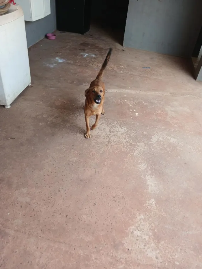 Cachorro raça SRD-ViraLata idade 7 a 11 meses nome bebê 