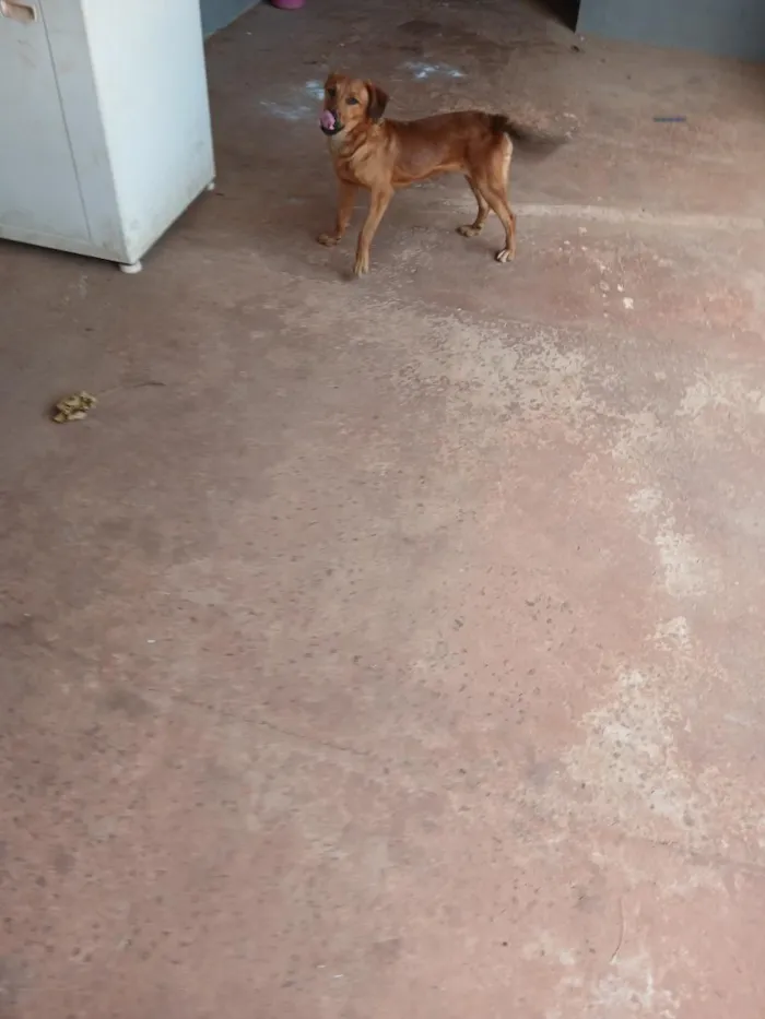 Cachorro raça SRD-ViraLata idade 7 a 11 meses nome bebê 
