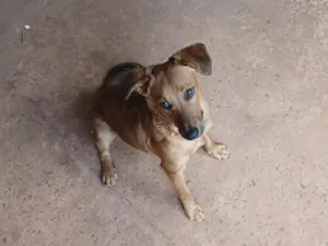 Cachorro raça SRD-ViraLata idade 7 a 11 meses nome bebê 