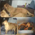 thor e sky