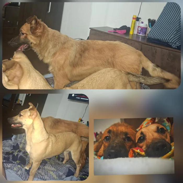Cachorro raça SRD-ViraLata idade 7 a 11 meses nome thor e sky