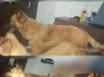thor e sky