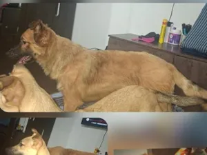 Cachorro raça SRD-ViraLata idade 7 a 11 meses nome thor e sky