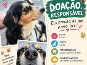 Cachorro raça SRD-ViraLata idade 6 ou mais anos nome Maria Vida
