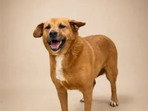 Cachorro raça SRD-ViraLata idade 5 anos nome Dado