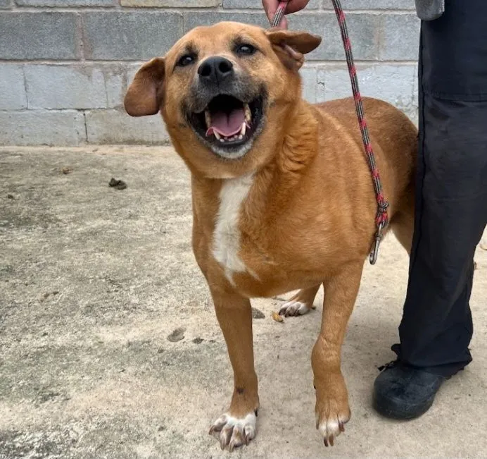 Cachorro raça SRD-ViraLata idade 6 ou mais anos nome Dado