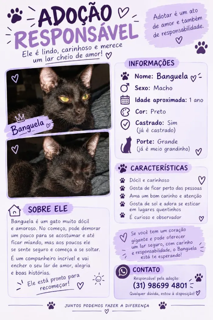 Gato raça SRD-ViraLata idade 1 ano nome Banguela