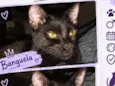 Banguela