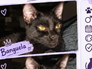 Gato raça SRD-ViraLata idade 1 ano nome Banguela