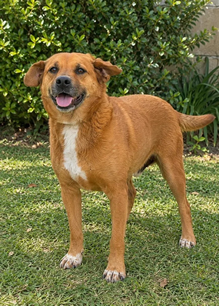 Cachorro raça SRD-ViraLata idade 6 ou mais anos nome Dado