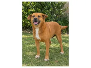 Cachorro raça SRD-ViraLata idade 6 ou mais anos nome Dado