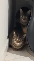 Ymir e Saga 