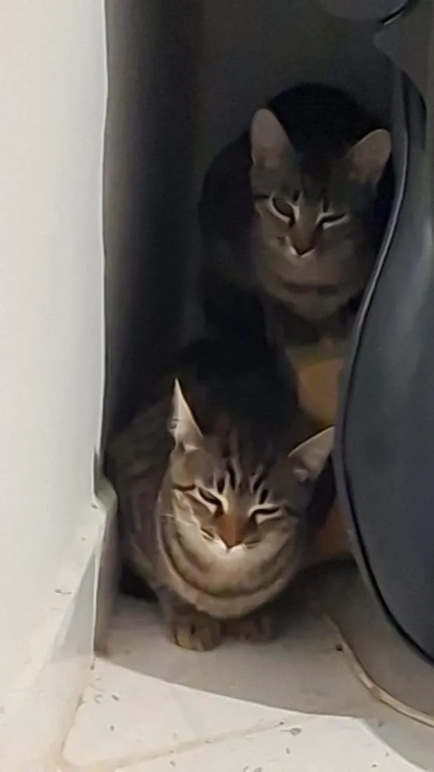 Gato raça SRD-ViraLata idade 2 a 6 meses nome Ymir e Saga 