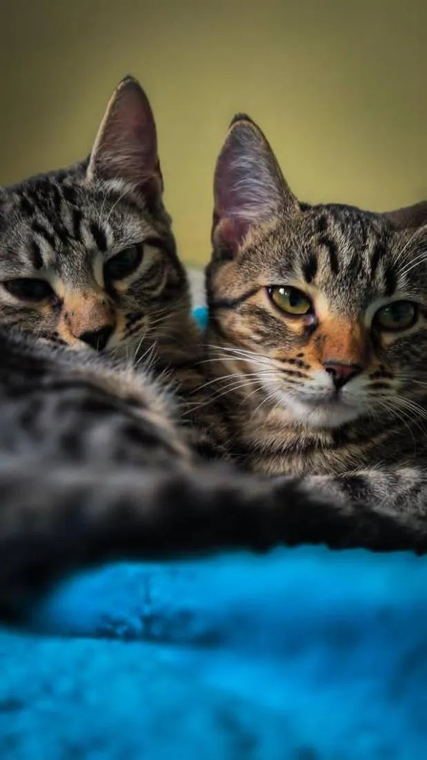 Gato raça SRD-ViraLata idade 2 a 6 meses nome Ymir e Saga 