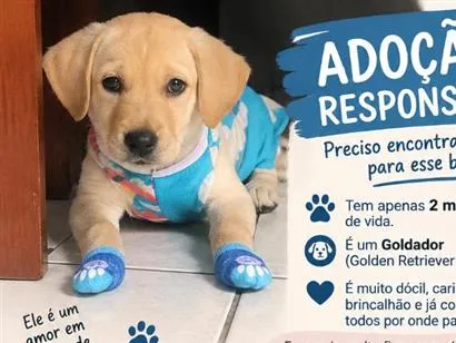 Cachorro raça SRD-ViraLata idade 2 a 6 meses nome Thor 