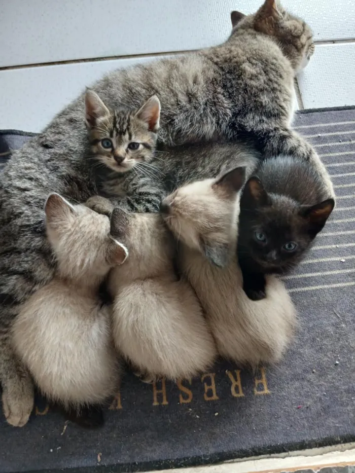 Gato raça SRD-ViraLata idade 2 a 6 meses nome varios 