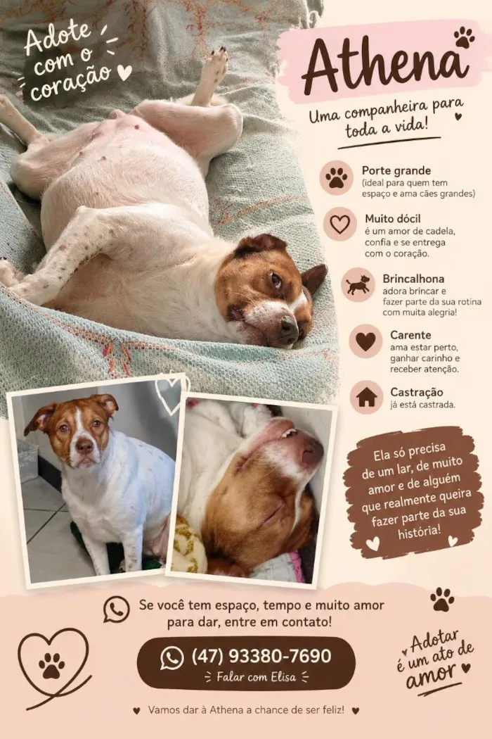 Cachorro raça SRD-ViraLata idade 4 anos nome Athena