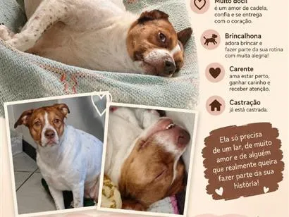 Cachorro raça SRD-ViraLata idade 4 anos nome Athena