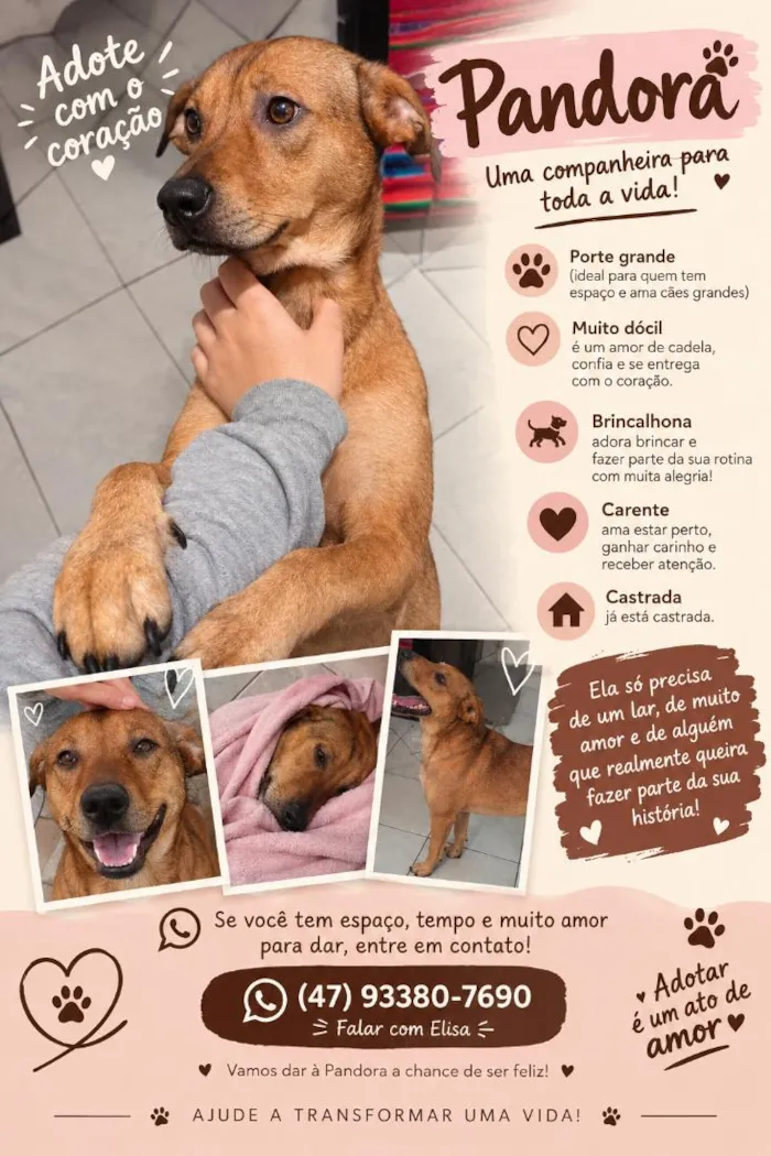 Cachorro raça SRD-ViraLata idade 4 anos nome Pandora