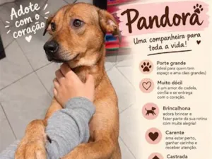 Cachorro raça SRD-ViraLata idade 4 anos nome Pandora