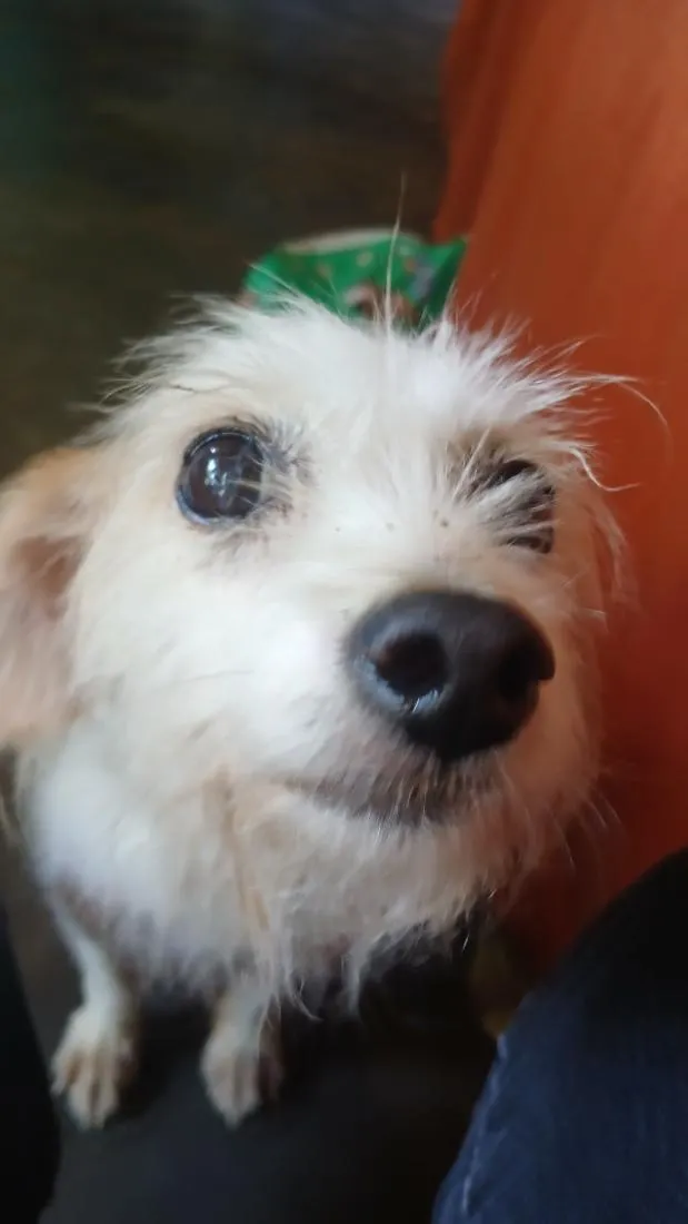 Cachorro raça  idade 6 ou mais anos nome Lara