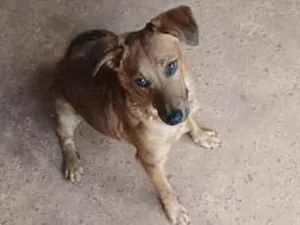 Cachorro raça SRD-ViraLata idade 7 a 11 meses nome bebê 