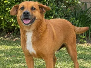 Cachorro raça SRD-ViraLata idade 6 ou mais anos nome Dado