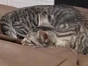 Gato raça SRD-ViraLata idade 2 a 6 meses nome Ymir e Saga 
