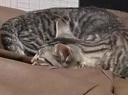 Gato raça SRD-ViraLata idade 2 a 6 meses nome Ymir e Saga 