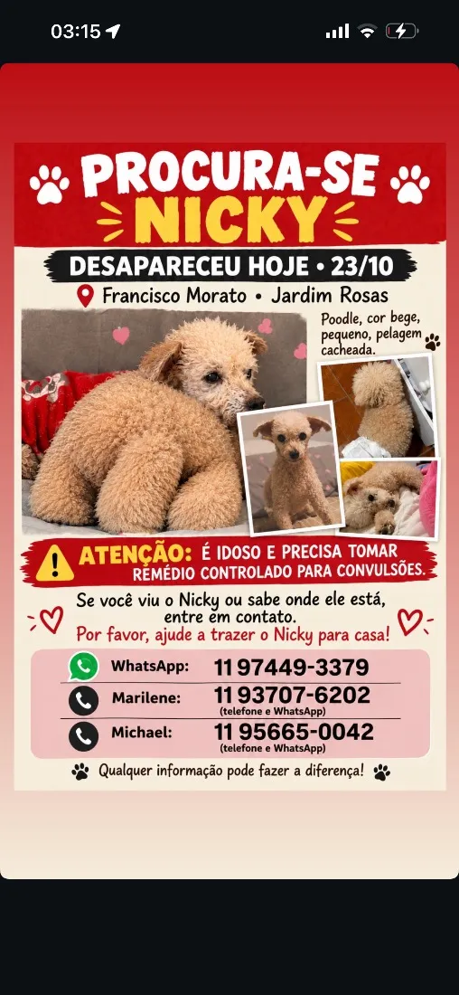 Cachorro raça Poodle idade 6 ou mais anos nome Nicky