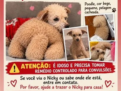 Cachorro raça Poodle idade 6 ou mais anos nome Nicky