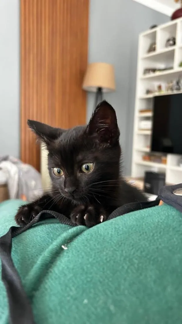 Gato raça SRD-ViraLata idade 2 a 6 meses nome Nina