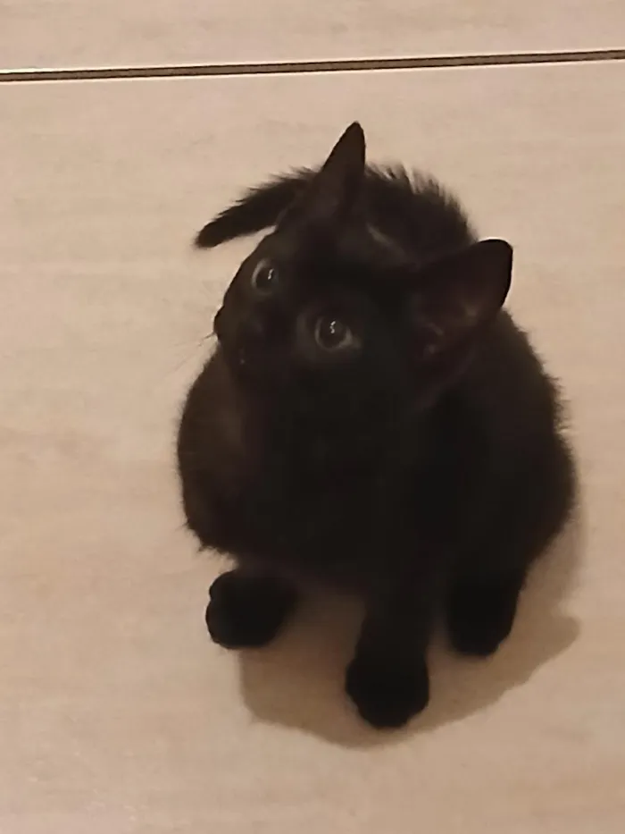 Gato raça SRD-ViraLata idade 2 a 6 meses nome Nina
