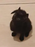 Nina