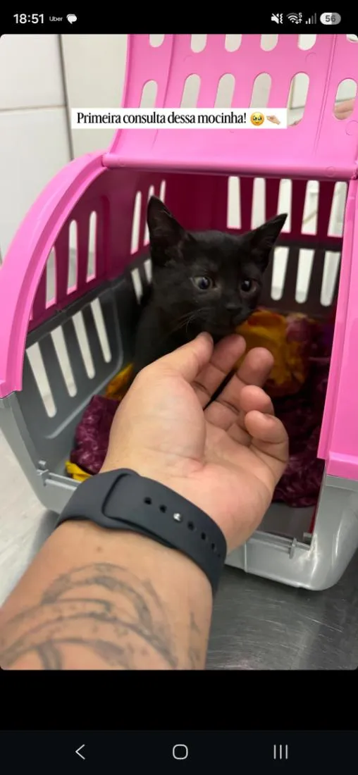Gato raça SRD-ViraLata idade 2 a 6 meses nome Nina