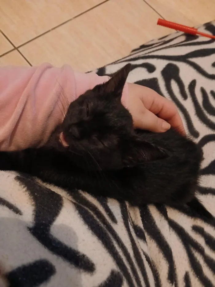 Gato raça SRD-ViraLata idade 2 a 6 meses nome Nina