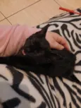Nina