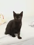 Nina